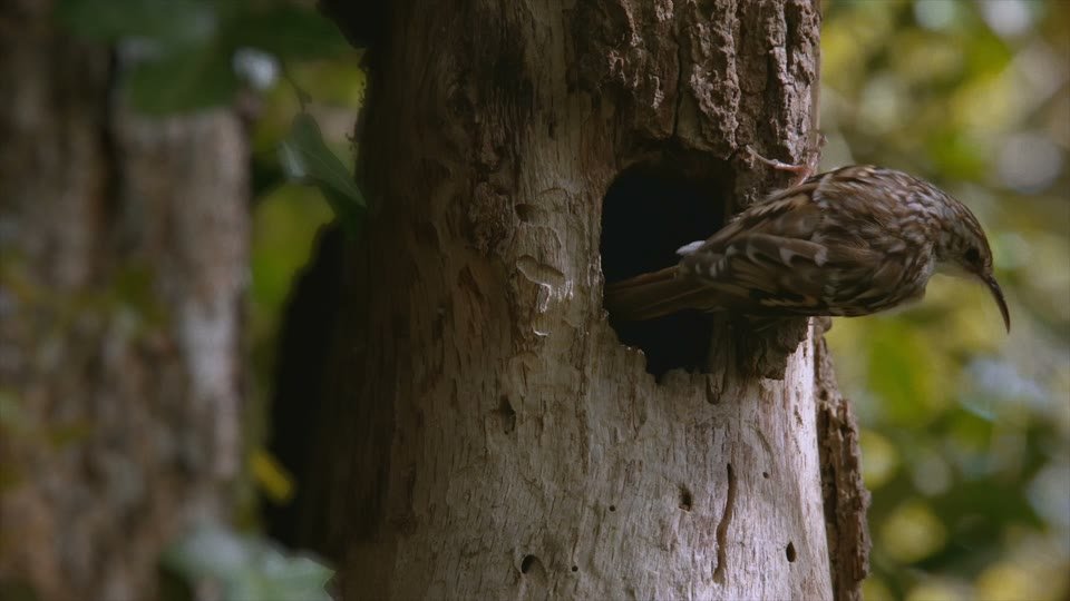 Image du film La Réserve de Nalliers